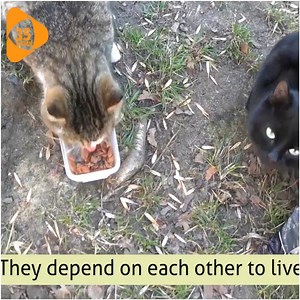 66K views · 3.7K reactions | Black Cat With Sad Meows Because It Probably Never Forgot Its Old Owner | Miss My Pet | Facebook