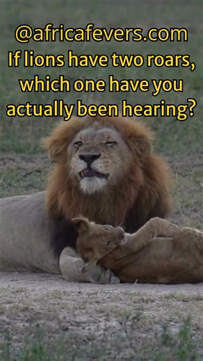 14 reactions | For years, “a lion roar” sounded like a single, iconic...