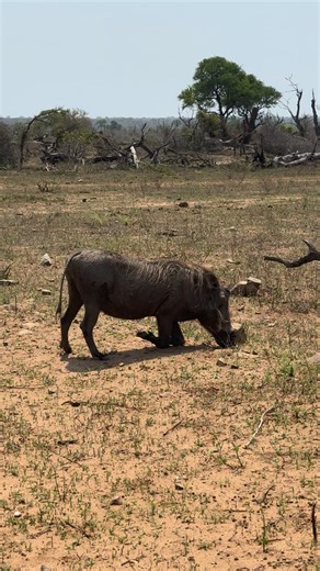 Warthog finds food 🐗🥬 #tsd | Wildest Kruger Sightings