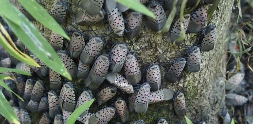 The invasive spotted lanternfly is spreading across the eastern US – here’s what you need to know about this voracious pest
