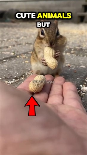 Squirrels Have The Craziest Survival Instincts🤯👀