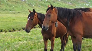 Beautiful Brown Horses Running Mountains Pasture: стоковое видео (без лицензионных платежей), 1092381371 | Shutterstock