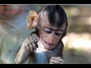 A tiny Cali cry & unhappy staying with a kidnapper, Baby monkey Cali sad & escape run to mom