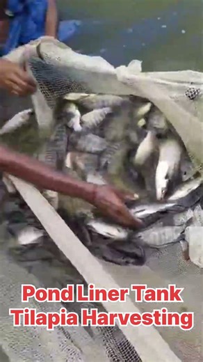 Pond Liner Tank Tilapia Harvesting l tilapia fish farming #aquaculture #fishfarming #pondliner #fish