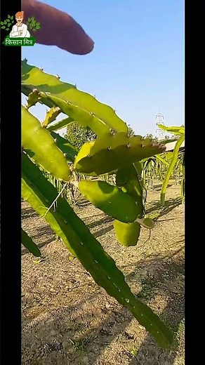 How to do the Pruning on your dragon fruit plants