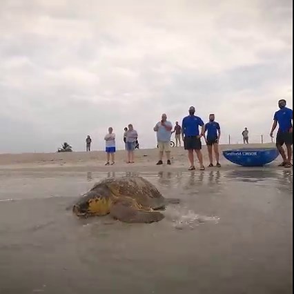 584K views · 6.1K reactions | We've got a great reason to Shell-a-brate!  A rehabilitated loggerhead sea turtle was returned to the ocean thanks to our SeaWorld Rescue Team.  | SeaWorld Orlando | Facebook