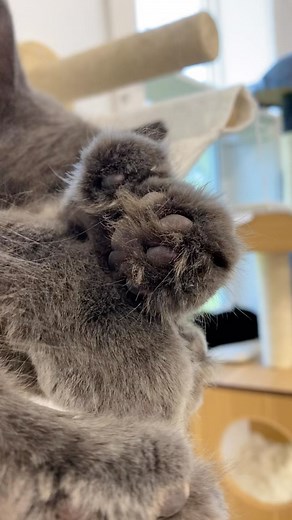 6.9K views · 1.1K reactions | Happy Toe Bean Tuesday! -Stratus  #toebeans #toebeantuesday #adorable #polydactylcat #catscatscats #tuebeansfordays #polydactyl #catsofworld #toocute | Furball Farm Cat Sanctuary | Facebook