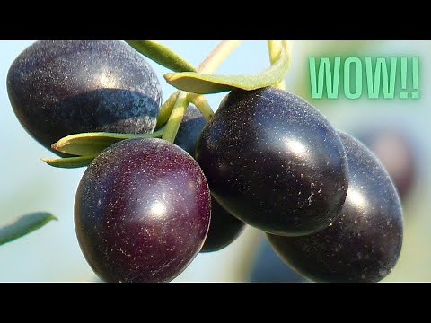 Insane Cold Hardy Fruit Tree That Will Blow Your Mind!! | Extremely Drought Tolerant Fruit Tree!!