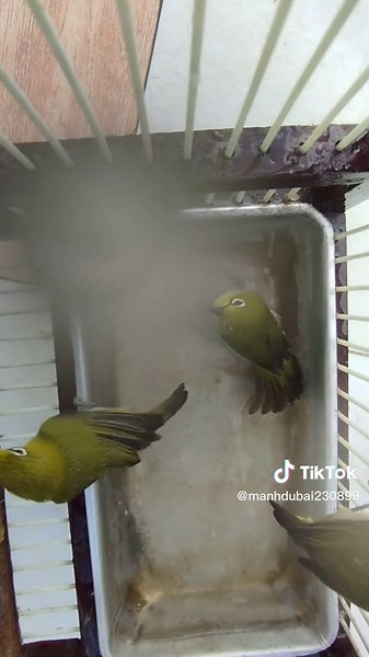 Engaging Parakeets Splashing in Their Cage