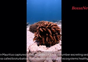 When you gotta go… rare footage shows sea cucumber doing its business