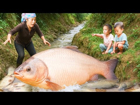 How to catch giant silver carp and tilapia in the stream to sell at market - Fishing Skill