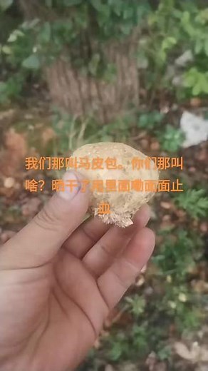 马勃（Lasiosphaera seu Calvatia）别名灰包、马粪包，是一类担子菌门、马勃科的真菌通称，分布广泛，在我国各地几乎都有，夏秋季节下过雨之后，多半生长在旷野草地或湿地腐木上。[1] 马勃多属马勃科Lycoperdaceae，也有部分为地星科Geastraceae。马勃担子果球形、梨形、陀螺形、扁圆形；外包被常有小疣或小刺等纹饰，成熟时脱落，纸质或膜质；顶端不规则开口或闭合；假根
