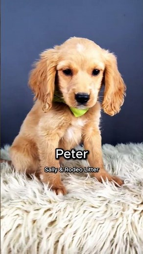 Such Cute Puppies! | Mini Golden Retriever Puppies