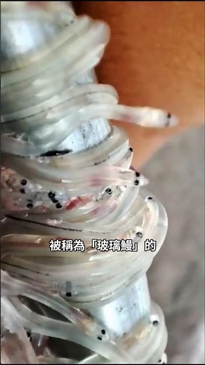 $30,000 per kilogram! The shocking truth about glass eels #유리뱀장어 #뱀장어양식