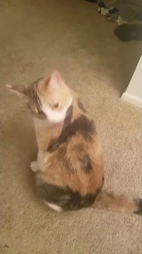 "Twitchy Cat Syndrome" aka Feline Hyperesthesia