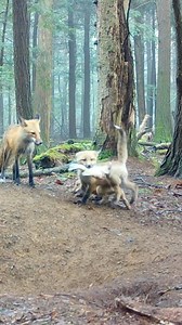 Clips from my trail cameras showing all the prey mom brought to her pups over 24 hrs in May 🦊 🐠 🐰 🐭 🦊 #fox #trailcam #wildlife #animals #nature #foxes #newyork #cute #family #spring #nature | Red Fox Tales