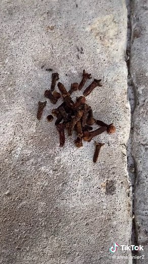 Cloves: The Ultimate Ant Repellent Hack