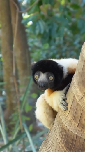 The lemur that dances between trees 💛🌿 Sifakas launch from trunk to trunk with spring-loaded legs and vice-grip hands, clearing gaps in a blink. On the ground they do that famous sideways “dance,” arms out for balance, eyes locked on the next perch. Madagascar made parkour look graceful. #Sifaka #Lemur #Madagascar #WildlifeReels #animalfacts | Discvr Blog