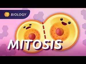 Nerdfighteria Wiki - Mitosis & the Cell Cycle: How Cells Clone Themselves: Crash Course Biology #29
