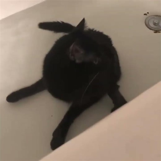 The bathtub counterconditioning seems to be working for Java 🛁 #coffee #cat #kitten #funny #funnycat