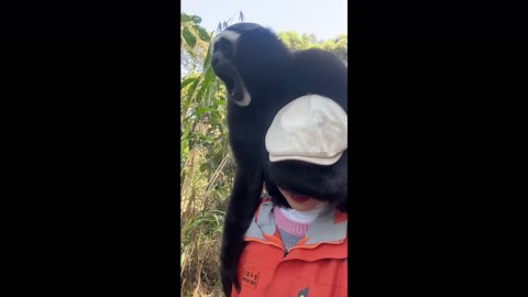 Monkey covers woman's eyes as they walk together through forest