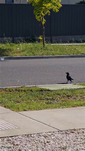 #goodmorning #windy #outside | Kiwi Vlogs Australia