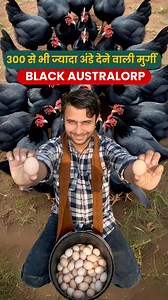 171K views · 5K reactions | Balck Australorp Highest 讀Brown Egg Production Bird ✅ | Ravizone Farming Leader | Facebook