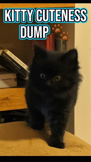 #cat #cutecat 😻🐾