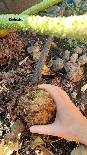 Jedna z odporniejszych roślin o gigantycznych liściach. #gunnera #manicata #uprawa #zimowanie 🌱 | Sławek Bor