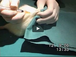 Subcutaneous injection in the rat - Technique 1