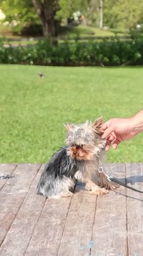80K views · 1.6K reactions | How to Train a Dog With Leash Pressure #dog #dogtraining #dogs #puppy #yorkie #fyp | American Standard Dog Training | Facebook