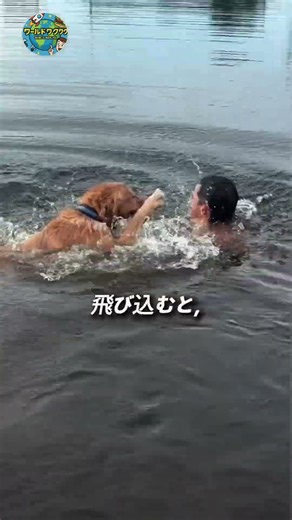 The Red Scars on His Back: Why the Golden Retriever Did That