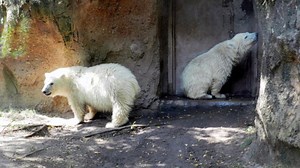 アメリカ・ニューヨーク州のバッファロー動物園に凝縮した新施設建設の問題 ～ 主役は来園者か動物たちか？ | Polarbearology & conjectaneum
