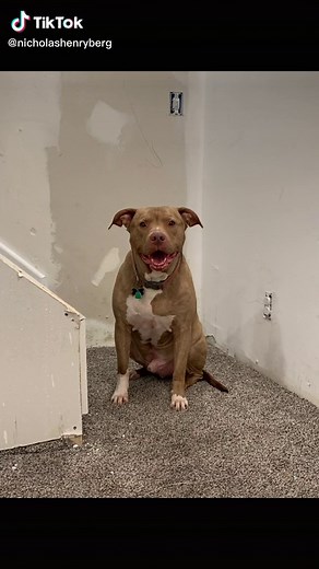 Nicholas Henry Berg on TikTok