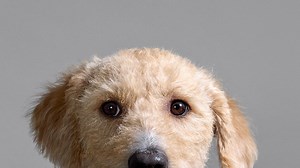 Henry van Loon - Jannie The Show Dog