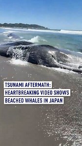 At least four whales were found stranded in Tateyama City, Japan, on Wednesday — just hours after a powerful 8.7–8.8 magnitude earthquake struck off Russia’s Kamchatka Peninsula, triggering tsunami warnings across the Pacific. Footage from the scene shows three of the whales on the shore. Local sources say the animals had been spotted near the coastline since Tuesday. While early reports linked the stranding to the quake, experts later suggested there may be no direct connection. The earthquake 