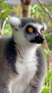 Madagascar: One of Earth's Last Natural Wonders