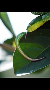 Amazinv python #python #wildlifeplanet #wildanimals #Documentary #snake #amazinganimals #animalslife | Best Animals