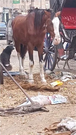 A Horse Kick Can Kill a Dog Instantly! #HorsePower