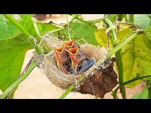 Variety of Delicious feeding to baby birds in Nest | White eye Bird in Nest
