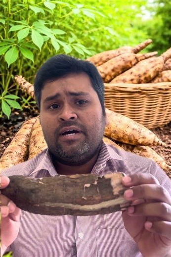 Cassava (Tapioca Root) Benefits | Amazing Health Benefits of Cassava Root