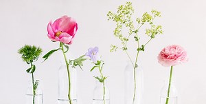 6 flowers that can improve your mental health