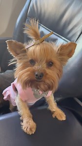 3.1K reactions · 69 shares | Has your dog ever gotten their airplane wings? | Traveling with a Dog | Facebook