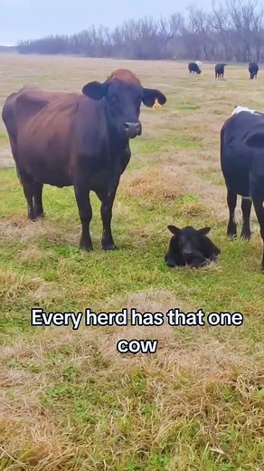 It's a love hate relationship #cow #cattleranch #livestock #ranch #calf (1) | The Bull Lover