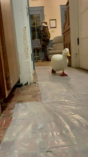 Wrinkle the Duck 廉✨ on Instagram: "Wrinkle Duck Running @seducktive Run Wrinkle, Run! quack, quack Wrinkle the Duck @seducktive #wrinkletheduck #seducktive #cute #duck #running #ducks #run #cuteduck #cuteducks #cutepets #pets #petduck #petducks #ducksofinstagram #smile #feelgood #asmr #asmrsounds #oddlysatisfying #oddlysatisfyingvideo #satisfying #sosatisfying #animals"
