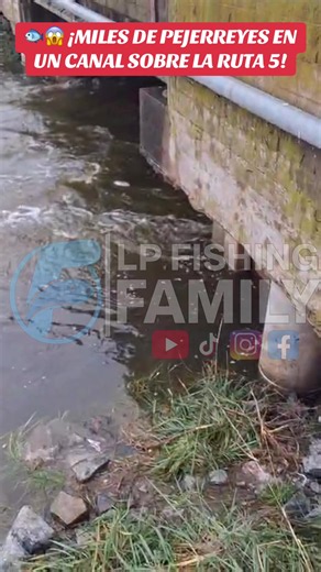 Miles de pejerreyes en un canal sobre la Ruta 5