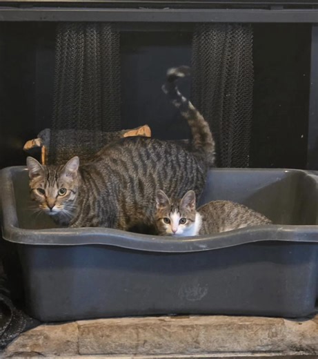 Percy has never allowed another kitty in a freshly deep cleaned litterbox until he fell in love and adopted Baby Grace to raise as his own. These 2 are just too much together | Stella Lewis-Clark