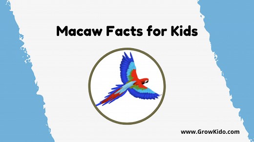 11 Amazing Macaw Facts for Kids [Updated]