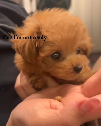 TEACUP PUPPIES (@poodlepuppieshome)’s videos with original sound - grayybird 🐦