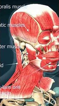 Understanding Human Muscles: Types, Functions, and How They Work